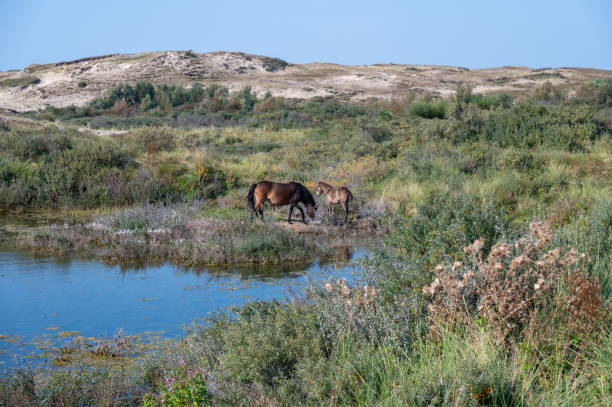 istock Wild horses at a small lake in a dune landscape 2188582789