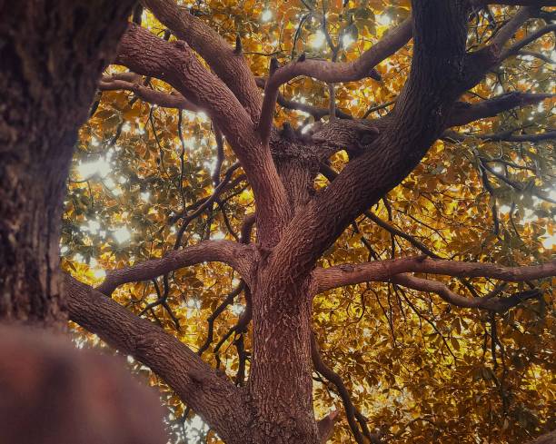 tree branches with golden color leaves in autumnal fall season, closeup tree trunk view