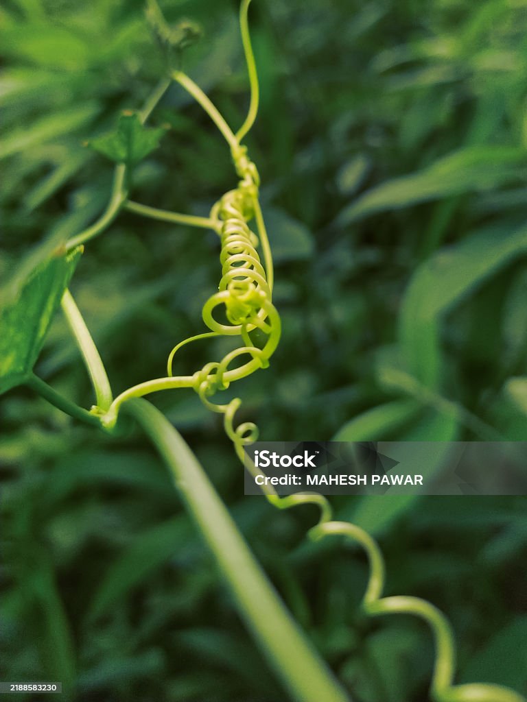 Spiral tendril climber of vine plant with springlike curl helix in the brow stem background Vine - Plant Stock Photo Spiral tendril climber of vine plant with springlike curl helix in the brow stem background Vine - Plant Stock Photo