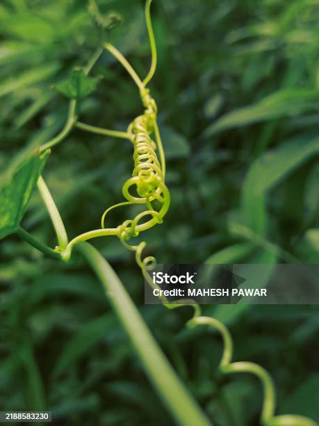 Spiral Tendril Climber Of Vine Plant With Springlike Curl Helix In The Brow Stem Background Stock Photo - Download Image Now