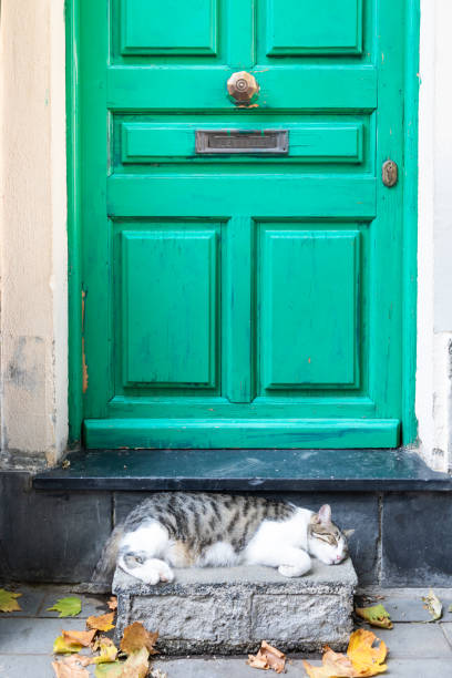 istock Tired sleeping cat lying in front of home door. 2188584071