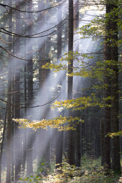 istock Early morning in the autumn forest 2188586481