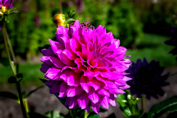 Close up of blooming pink Dahlia flower in a garden with a bee