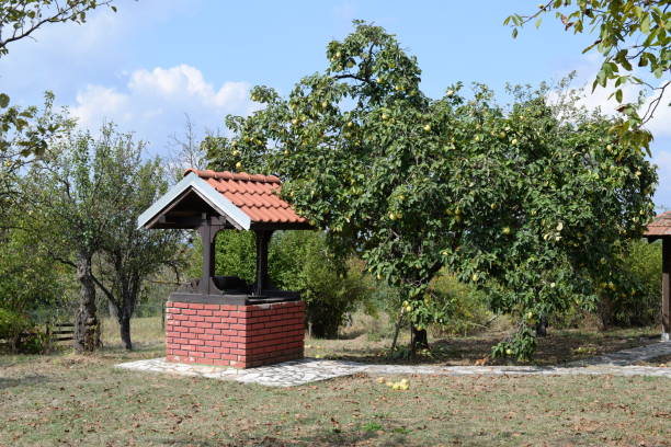 Draw-well made of wood and bricks next to a tree, with roof protection in the garden