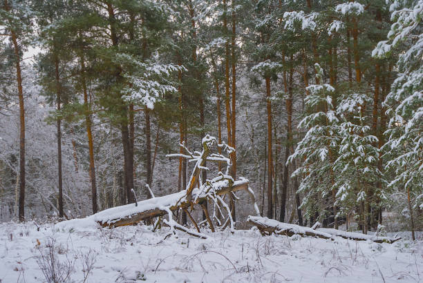 istock pine tree forest glade covered by snow, beautiful winter outdoor landscape 2188593516