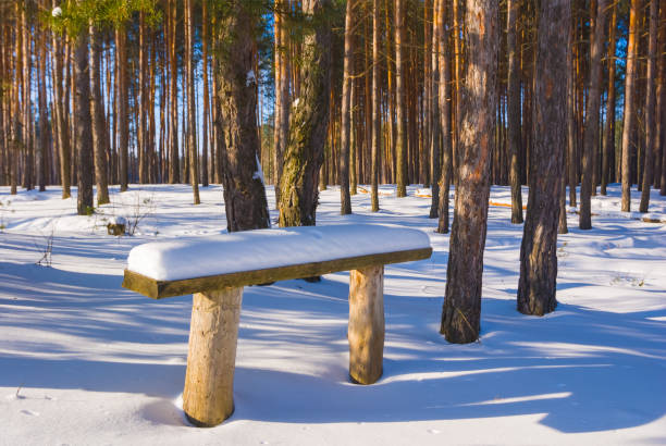 small wooden bench stay among winter snowbound forest