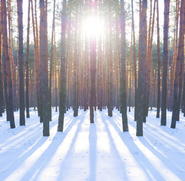 winter snowbound forest glade in light of sparkle sun