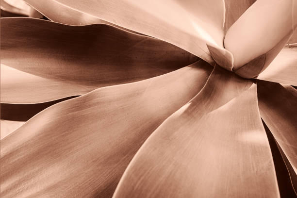 istock Abstract Close-Up of Agave Plant 2188594341