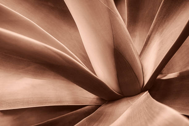 istock Abstract Close-Up of Agave Plant 2188594351