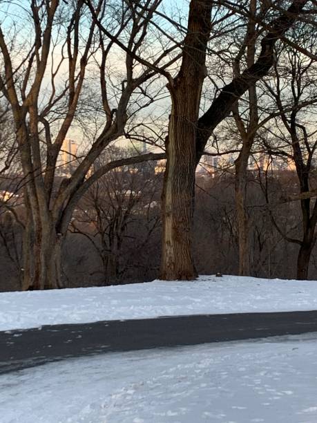 istock Snowy Park in Winter 2188595972
