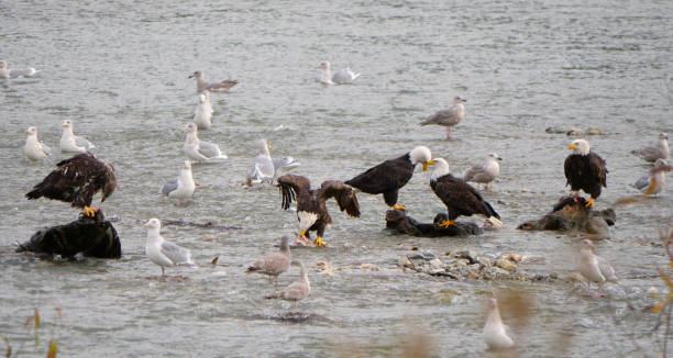 istock Bald Eagles and Seagulls in the Harrison River in Harrison Mills, British Columbia 2188596814