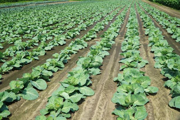 green plant in rows in farm field