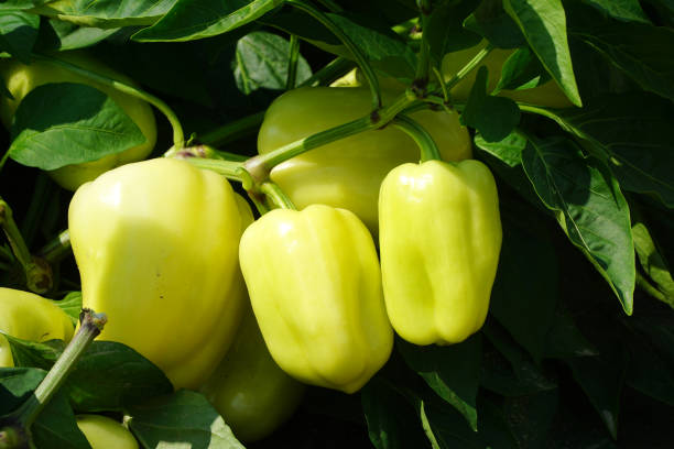 istock fresh yellow pepper growing in the farm field 2188597821