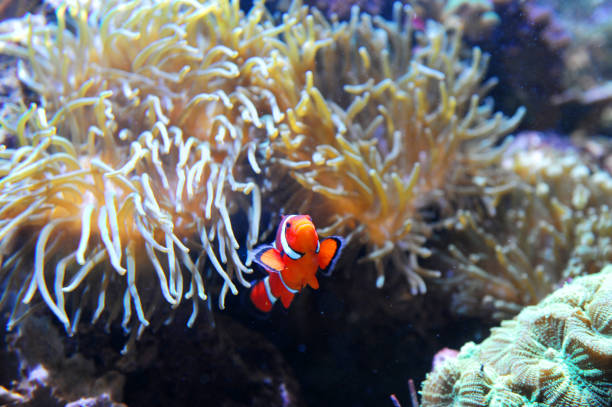 red clown fish in the coral reef