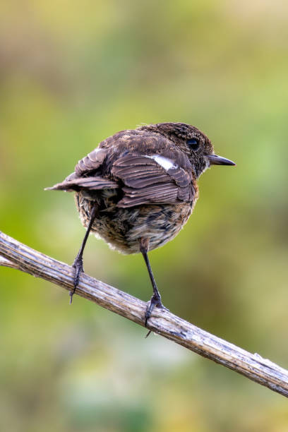 istock Stonechat (Saxicola rubicola), Found in Open Grasslands and Coastal Areas Across Europe 2188598867