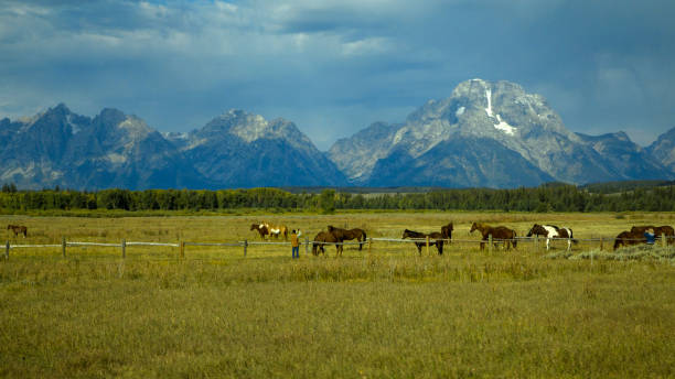 istock Horses at the Tetons 2188599436