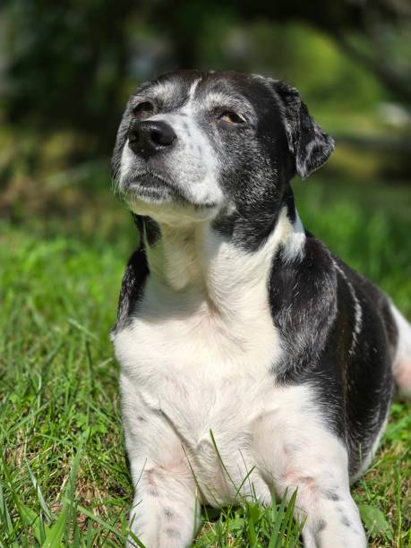istock Dog in the garden 2188601201