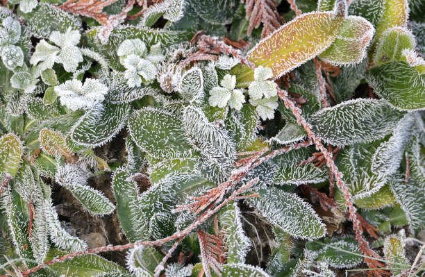 istock Frozen Weeds in Southwestern British Columbia, Canada 2188601721