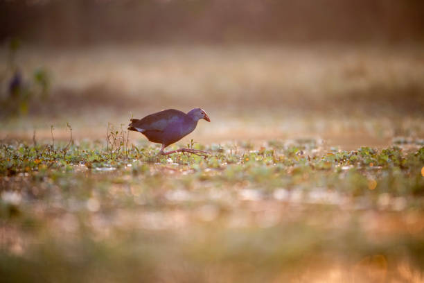 The purple swamphen Feeding in Sunrise