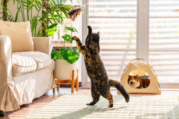 istock British Shorthair cat playing in living room. 2188605069