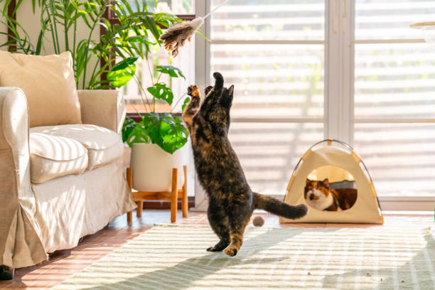 istock British Shorthair cat playing in living room. 2188605082