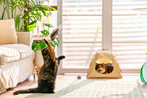istock British Shorthair cat playing in living room. 2188605083