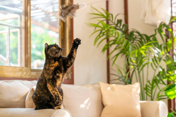 istock British Shorthair cat playing in living room. 2188605122