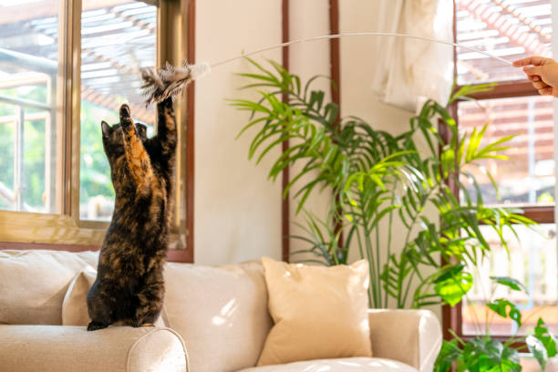 istock British Shorthair cat playing in living room. 2188605140