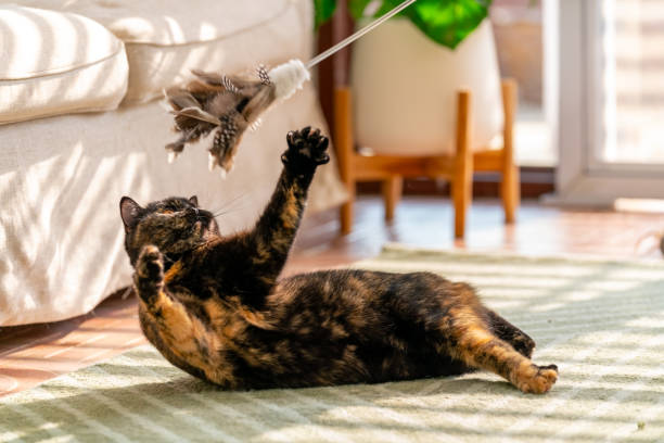 istock British Shorthair cat playing in living room. 2188605149