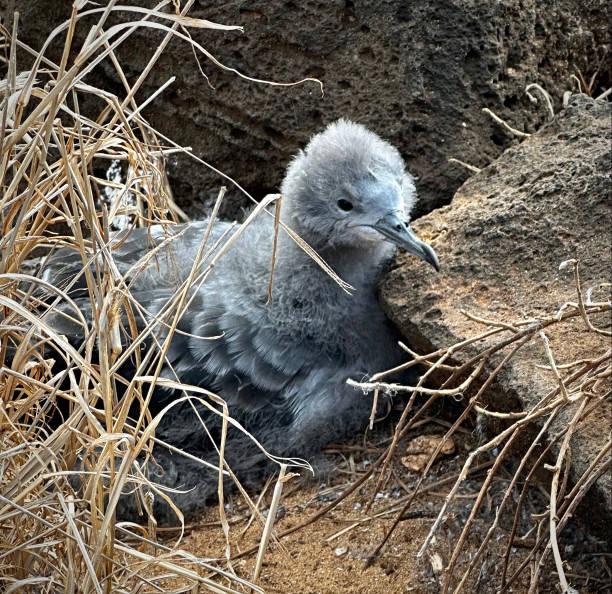 Close-up of a baby Wedge-Tailed Shearwaters shore bird nesting along the rocky shore of Kauai, Hawaii