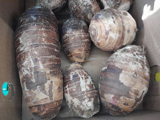istock Malanga Taro root vegetable. Healthy nutritional vegetable. 2188612489