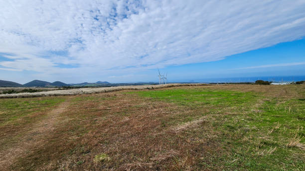 istock Jeju Island has huge reed fields. 2188616235