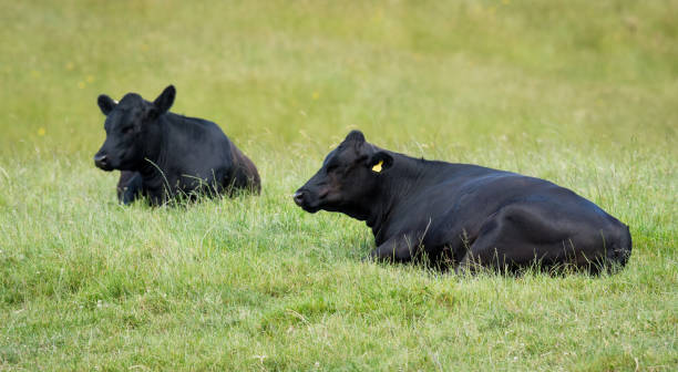 istock black angus cattle resting in green grassy field 2188617316