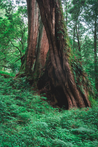 istock Tree in Alishan National scenic area 2188620407