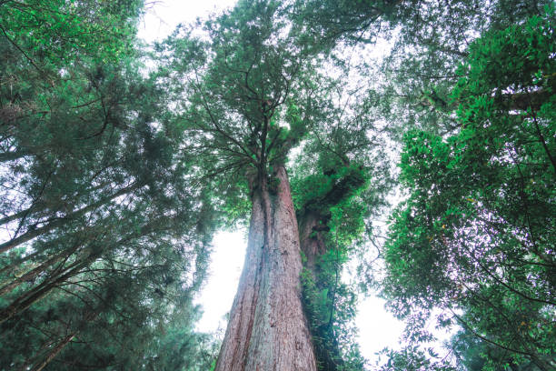 Foggy day in the forest, Alishan mountain, Taiwan