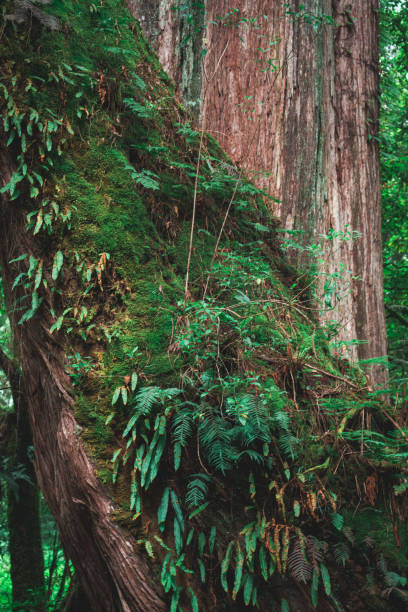 istock Tree in Alishan National scenic area 2188620413