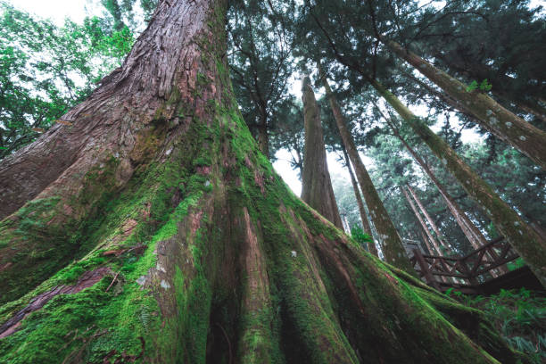 Tree in Alishan National scenic area