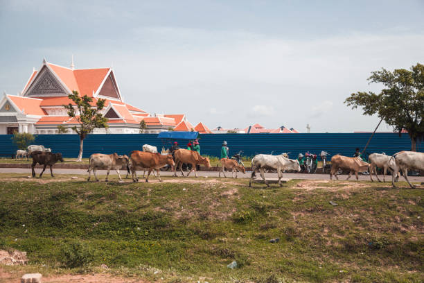 Locals guide a herd of cattle along a path in Cambodia, showcasing traditional life. Unique architecture appears in the background, creating a blend of nature and culture.