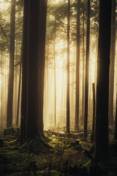 istock Rays of Light In The Forest 2188623835