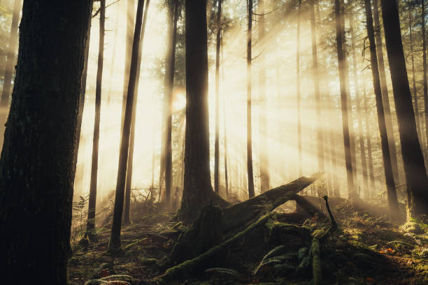 istock Sunbeams In The Lush Forest 2188623857