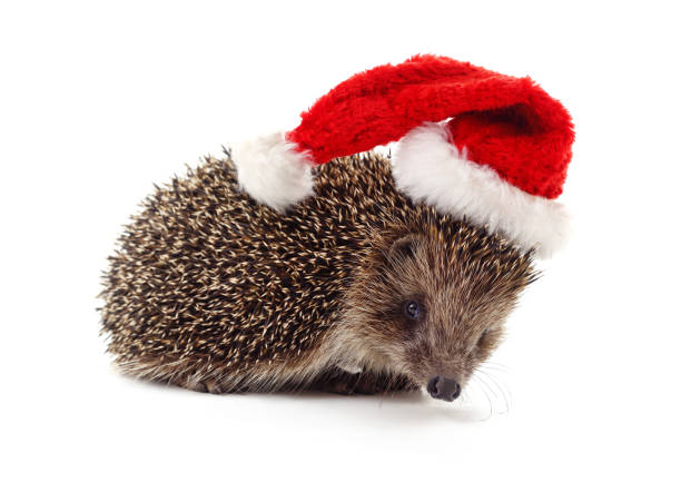 Hedgehog in a Christmas hat isolated on a white background.