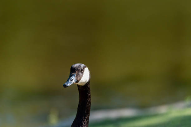 Adult Canadian goose head portrait view. High quality photo