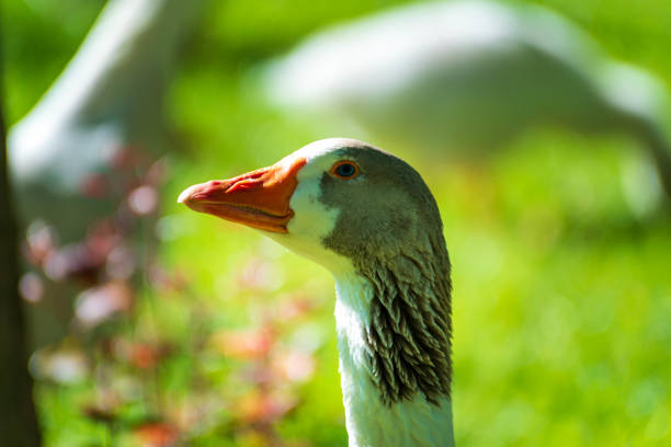 Adult Mute Swans profile with orange beak. High quality photo