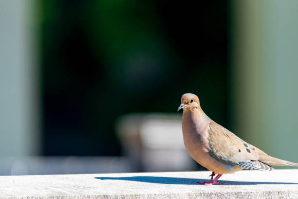 istock American Mourning Dove Zenaida Macroura perching on a wall 2188626325
