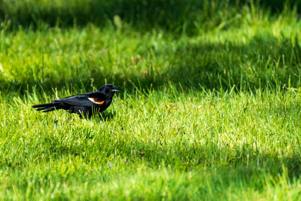 istock Male Red-Winged Blackbird singing in the grass. 2188627239