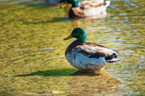 istock Mallard duck standing in river hunting for food 2188627645