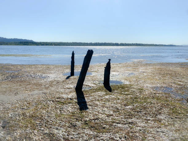 The supports of an old pier still stand alongside the Columbia River. A remembrance of days gone by when piers were needed to move freight across the vast river.