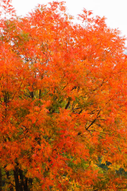 istock Autumn Colors in Maple Trees 2188629693