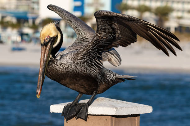 istock Easter brown pelican perched on a pier. Wings spread. Beach in the background. 2188632199