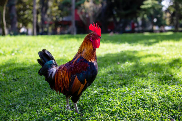 Colorful rooster on the green grass. Selective focus.